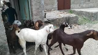 DAYMA GOAT FARM Ajmer Rajasthan all India supplier contact me 9649567379