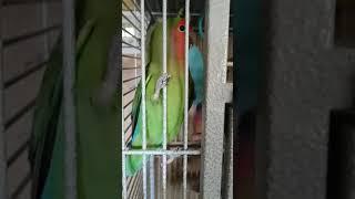 Bonded Quaker Parrot and Lovebird