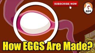 How EGGS Are Formed Inside The Chicken?