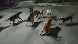 Street dogs fight