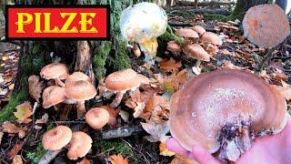 Pilze suchen und Pilze sammeln Oktober  Vitalpilz Birkenporling, Maroni mit Goldschimmel und mehr