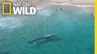 Whale Hello! See a Gray Whale Swim with People | Nat Geo Wild