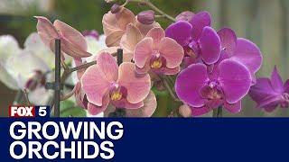 Pike Nurseries: Orchids 101 | FOX 5