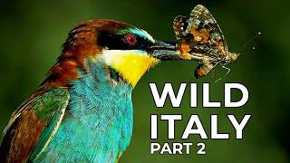 Wild Italy | Part 2: Ash and Lava | Free Documentary Nature