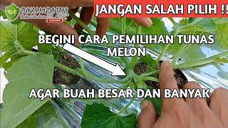 Melon BESAR DAN SEREMPAK Berawal dari Pemilihan TUNAS MELON Umur 15 sampai 20 hst