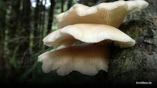 7 best wild edible mushrooms for beginning foragers