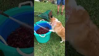 I love the hose and crawfish! #boomer #dog #corgi #hose #crawfish