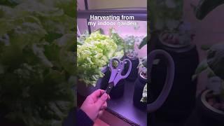 I started growing my salad greens indoors | Harvest my indoor lettuce garden #shorts