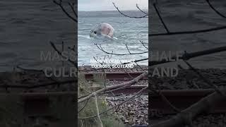 MASSIVE DEAD WHALE,  CULROSS,  SCOTLAND