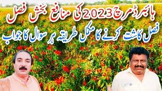 Hybrid red chili farming in Pakistan | how to grow hybrid mirch | munafy wali fasal