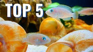 The Best Cichlids for Small Aquariums