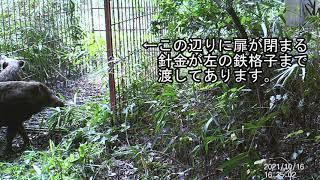 「何だコレ？エイ。」イノシシ捕獲失敗