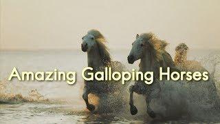 Amazing Galloping Horses