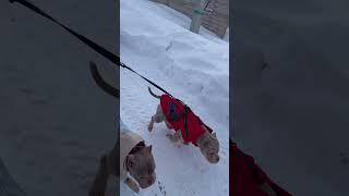 Ребенок счастлив, собаки выгуляны, мама в тонусе 🫶 Жизнь за городом! Булли