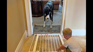 Funny Great Danes Are Shocked When Toddler Pulls Down The Doorway Gate