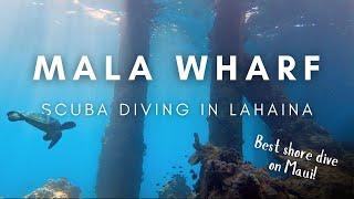 BEST SHORE DIVE ON MAUI!  ||  Scuba Diving at Mala Wharf