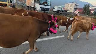 Haçka Yaylasından İlçe Merkezine Yayla Göçü, 17.11.2024, Düzköy/Trabzon