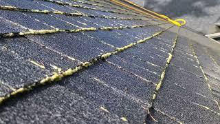 Roof Soft Wash Time Lapse. Moss Turns White.