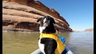 Paddle Pup: Kayaking Ruby-Horsethief Canyon on the Colorado River