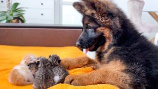 German Shepherd Puppy Reacts to Baby Kittens