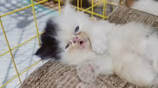 SLEEPY KITTEN SO CUTE | KITTENS PLAYING TOGETHER | MOCA MOCHI MICO | ANAK KUCING | CUTE CAT | FUNNY