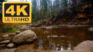 Tranquil Water Serenity | Spa Music & Nature, Gentle Stream, Pine Trees, Fall Colors in 4K UHD