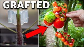 Using This INGENIOUS Technique Prevents ALL TOMATO PROBLEMS!