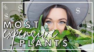 My Most RARE & EXPENSIVE Houseplants | Rare Plant Collection Tour | Plant Collection