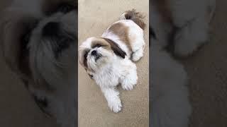 Shih Tzu talking back