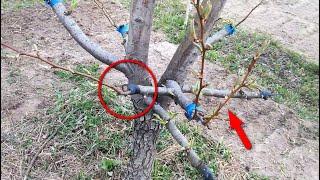 СУПЕР ПРИВИВКА Груши (и яблони). РЕЗУЛЬТАТ ЧЕРЕЗ ГОД. Grafting of Fruit Trees. Окулировка / PRO опыт