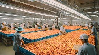 Inside America's Peach Farms: How Farmers Produce Billions of Peaches - Process Hub