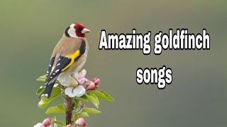 RELAXING With Amazing goldfinch  songs ever 2025 |42| the goldfinch singing 2025