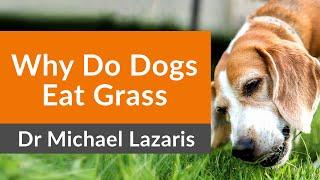 ANSWERED: Why Dogs Eat Grass