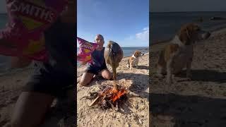 Catch & Cook Banjo Shark