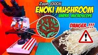 ZOOM 1000X: BAKTERI JAMUR ENOKI MUSHROOM | Listeria monocytogenes in Microscope