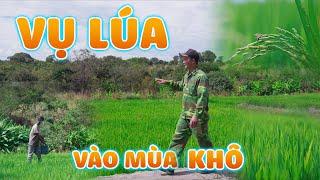 Quanglinhvlogs || Vào Mùa Khô - Tình Hình Của Lúa Như Thế Nào??? "Khó Khăn" Hay "Thuận Lợi"