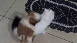 Cachorro e gato cruzando