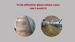 Lameness in Dairy Cattle: Hoof Trimming and Footbaths