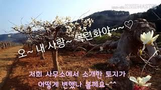 【우리집TV】토지 장산리는 지금 목련으로 한창입니다. 에르가부동산에서 소개한 토지가 어떻게 변했는지 보러 가실까요? 토지 중개는 에르가 부동산에서 꼭 함께 해요~~아자~~!!