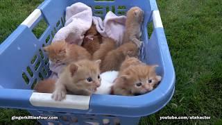 2017 Edition Basket of 11 Meowing Kittens