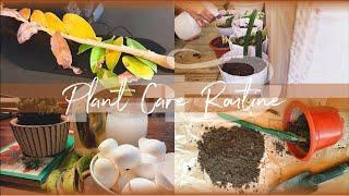 #8 - Plant Care Routine ️ | Homemade Fertilizer | Compost | Repotting 🪴