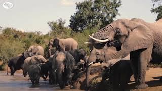 South Africa Kruger Safari | Africa Adventure Consultants