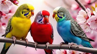 MOST BEAUTIFUL PARAKEETS ON EARTH | COLORFUL BIRDS | CALMING SOUNDS | STUNNING NATURE | RELAXATION