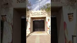 North sedra farm Qatar vlog #qatar #trip #vlog #farming