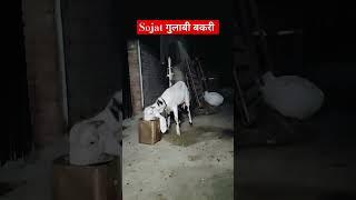 #goatfarminginindia #beetalgoat #bakramandi #sojatfemale #beetalgoat #goatfarmrajasthan #goatfarming