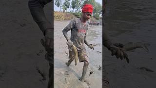 village fish hunter catching big sheatfish boalfish by hand in mudd #boalfish #sheatfish #fishing