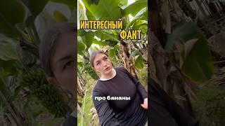 Как растут бананы? #какцвететбанан #банан #интересныефакты #познавательныйконтент #мир #природа