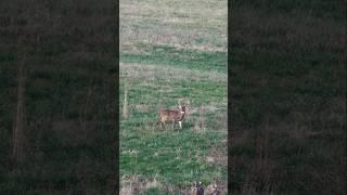 Early Season WHITETAIL