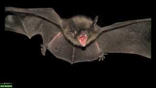 Bats Sound