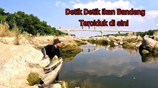 HAMPIR..TIDAK PERCAYA JALA IKAN DI SUNGAI BERBATU TERNYATA DAPAT BANYAK IKAN BANDENG || net fishing